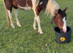 14hh 5 year old gelding ride and drive