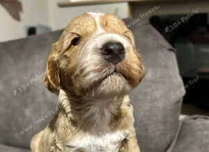 Gorgeous Cockerpoo puppies