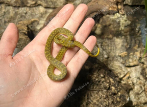 Gold Phase Cat Eyed Snakes at Birmingham Reptiles