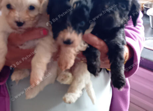 Malshipoo
