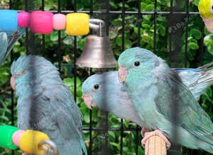 Young Parrotlets &pound;70 each
