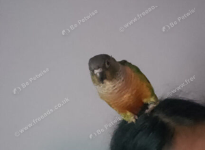 Missing kakarikis and conure