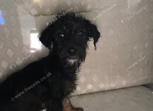 1 beautiful Jackapoo puppy available to go today