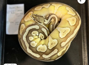Snake rack with snakes
