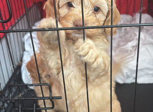 Puppy cockapoo