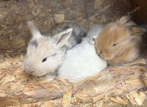 3 x Mini lops for sale