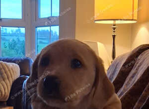 Labrador puppy