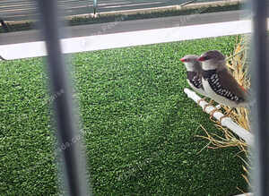 2 Diamond Firetail Finches