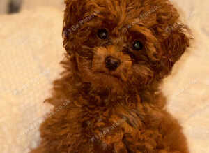 Teacup red poodle