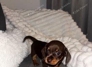 Gorgeous chocolate and tan Chiweenie boy