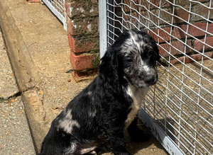 Cocker spaniel pup