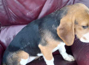 Young Beagle for Sale in Northern Ireland