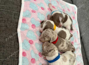 Dachshund puppies