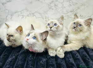 Pure pedigree registered Ragdoll kittens