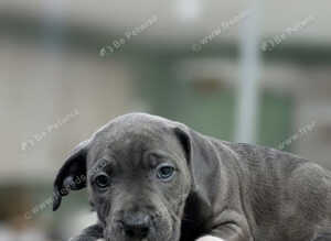 Blue staffies