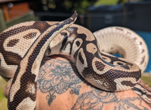 Pastel TSK axanthic Het Clown