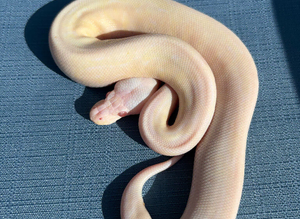 Male cinnamon candino royal python for sale