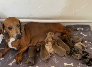 Standard dachshund puppies