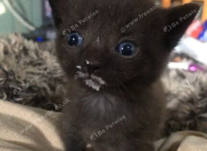2 grey kittens
