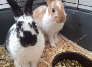 2 x Fully Vaccinated Male Rabbits 22weeks