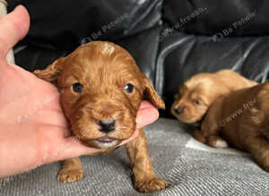 Beautiful Cockapoo puppies