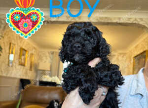 Stunning Cavapoo puppies for sale
