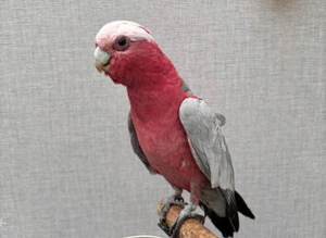Cherry Galah Cockatoo