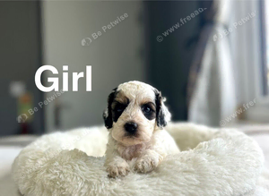 Lovely cockapoo girls and boys ready 7th November