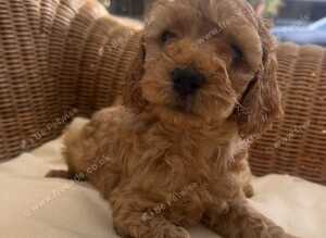 Red & golden cockapoo puppies