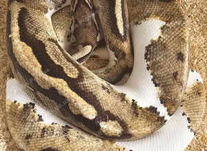 Lovely Male Piebald Orange Dream Royal Python