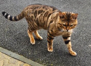 2 bengals 1 Male Bengal tica registered 1 female snow Bengal