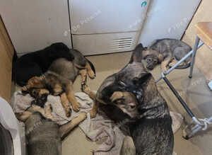 Gsd x kelpie