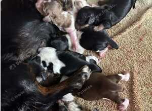 KC Long Coat Miniature Dachshund Puppies