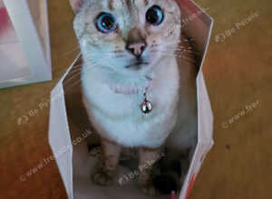 Stunning 5yr Snow Bengal Looking for Her Forever Home