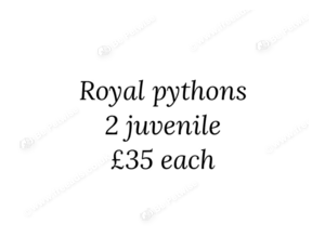 2 royal pythons