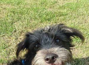Jackapoo Stud Available