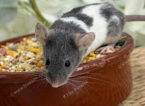 Super Friendly Fancy Mice