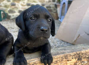 Black Labrador Pups