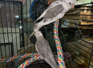 Pied cockatiels