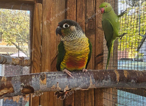 Green check semi tammed breeding pair