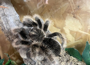 Curly hair female and set up