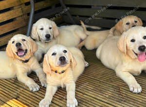 Goldador Puppies Ready Now