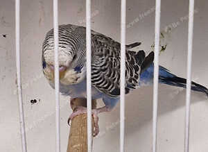 Colour Budgies