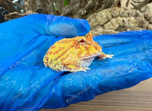 Pac Man Frogs Various Morphs