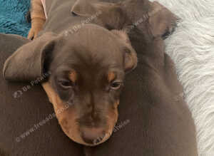 Miniature dachshund