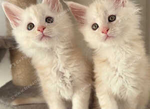 Stunning litter of Maine coon babies