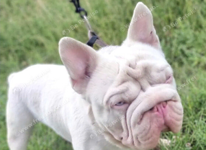 KC REG PINK BIG ROPE CARRYING FLUFFY
