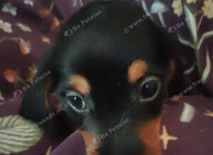 Miniature Dachshund puppies for sale