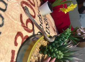 Corn snakes and king snake