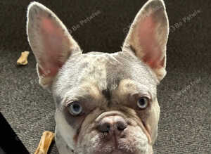I have for Sale a blue/merle male French Bulldog